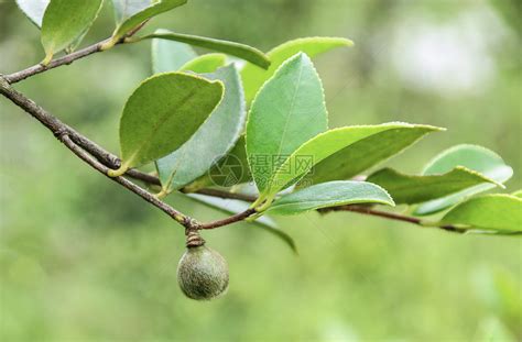 山茶果能吃吗