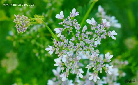 伞房花序的特点