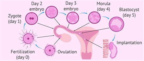 囊胚移植时孕酮水平达不到怎么办