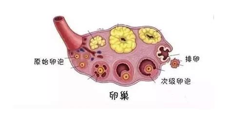 ​女性月经紊乱能怀孕吗