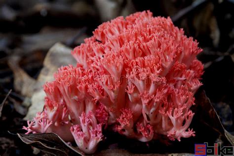 草珊瑚有什么作用和功效?