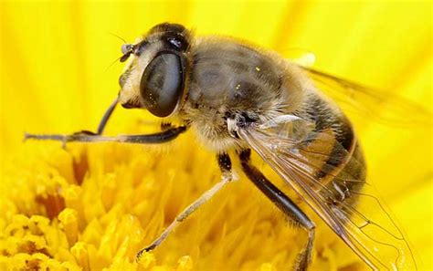 蜜蜂的外形特点休息方面食物方面和生活习性?