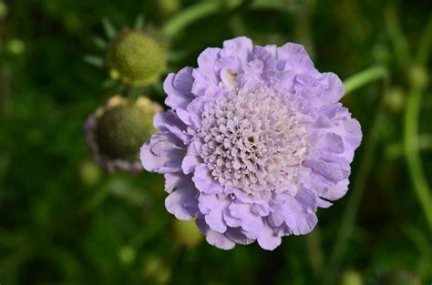 求粗根老鹳草、黎芦、瓣蕊唐松草、花烟草、华北蓝盆花、芡实、多叶羽扇豆、福禄考、毛地黄的花诗,谢谢啦