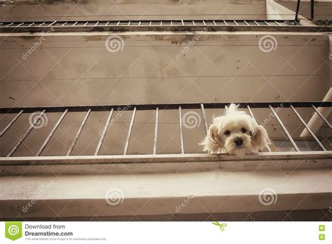 狗狗为什么盯着你上厕所,狗为什么盯着阳台看下面