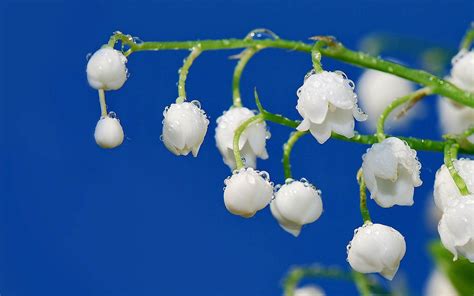 风铃兰花是一种什么花