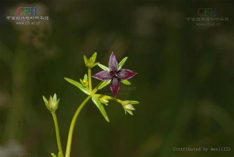 獐牙菜可以给宝宝洗澡吗