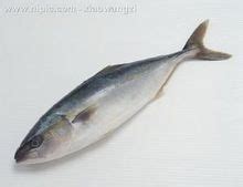 如何区分鳕鱼和油鱼图片,怎么区分鳕鱼和油鱼