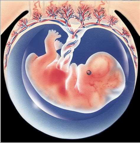 14周怀孕胎儿图片大全