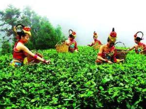 谷雨时节喝什么茶,什么茶叶谷雨时节的