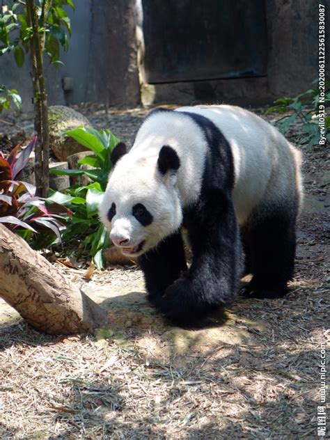 可爱的大熊猫-状物作文250字(合计4篇)