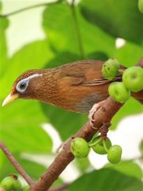 画眉鸟_可爱的小动物作文600字（精选9则）