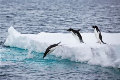 南极为什么有冰,为什么南极洲那么冷