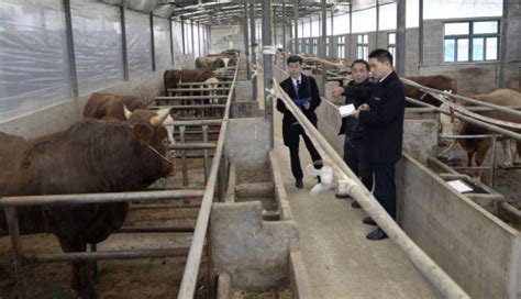 养牛牛棚怎样建造图片