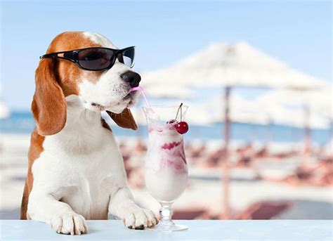 狗狗夏天中暑很危险,夏季多少度狗狗会中暑