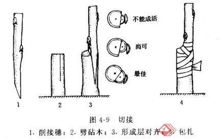 扦插和嫁接有什么差别?