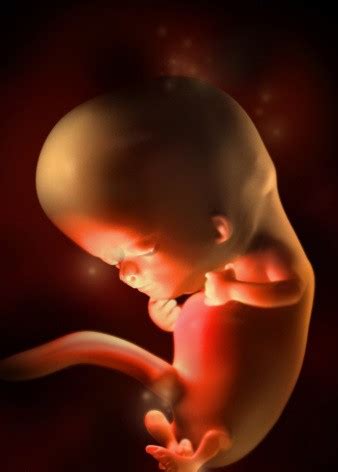 胎儿的孕育过程
