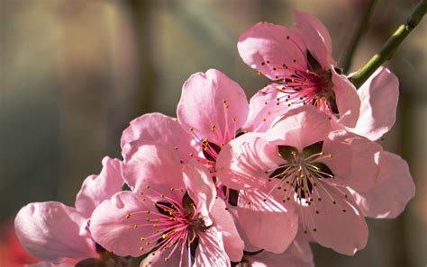 盆栽桃树花能开多久