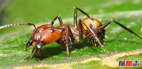 梦到很多蚂蚁是什么意思,李筠读《蚂蚁社会》