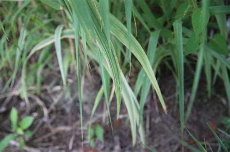 花叶燕麦和花叶芦竹有什么区别?