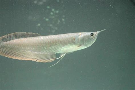 热带银龙鱼养殖技术,银龙鱼吃什么