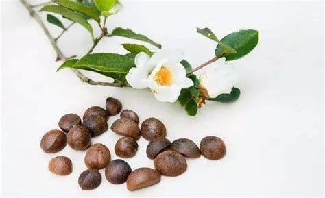 油茶籽已成熟,如何压榨茶油?