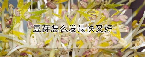 作文观察绿豆芽发芽的过程,绿豆芽怎么让它发芽