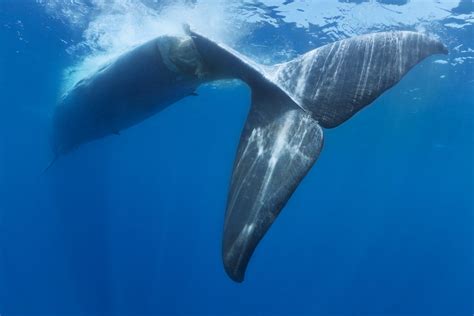 鲸鱼为什么被保护,而鲸鱼却没有事呢