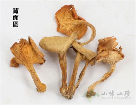 婴儿能吃鸡油菌吗