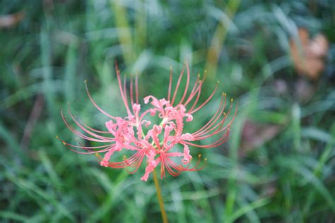 彼岸花,红花石蒜,曼陀罗华,曼珠沙华,白花石蒜