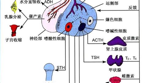 女性六十岁后还有激素分泌吗