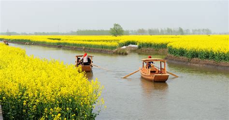 想知道: 泰州市兴化油菜花在哪?