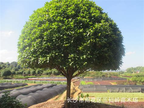 桂花价格,精品高杆桂花,规格10 - 15cm,紫薇价格,原生红花紫薇,高杆,10—15cm