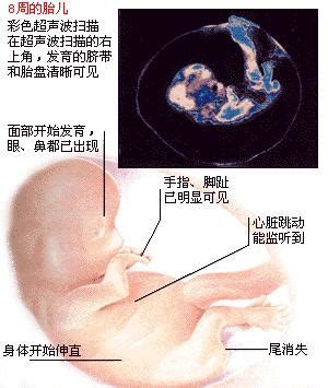 怀孕2个月检查哪些项目