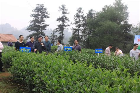 茶叶产业有哪些范畴,什么茶叶的春茶最好