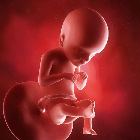 怀孕肚子里的胎儿每个月发育图