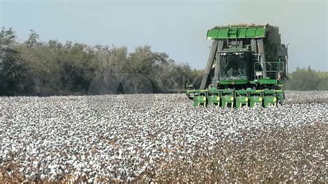 一块三角形的棉花田,底边为76米,高为40米,如果每株棉花占地0.4平方米,那么这块棉花田能种多少朱棉花.