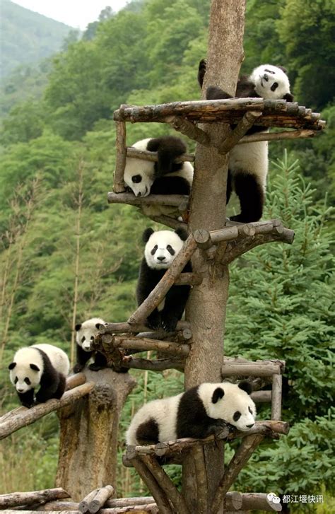 熊猫在哪里,成都熊猫基地在哪里