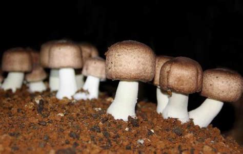 牛粪和稻草就能种出高产蘑菇来 双孢菇与姬松茸