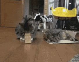 为什么猫咪喜欢钻空箱子,猫为什么爱钻箱子