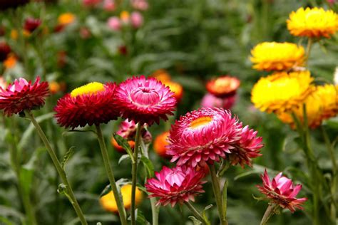 麦秆菊的花语是什么 麦秆菊象征什么