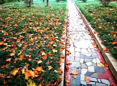 秋天的校园_校园秋景作文300字【合计4篇】