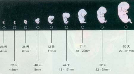 卵子和精卵结合经过的过程