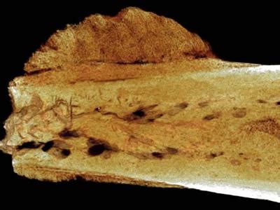 南非找到古人类化石