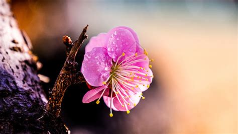 梅花长在什么季节什么时候