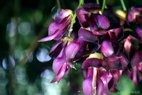 这种紫色的一串串的像铃铛一样的花是什么呀?还有一股怪味儿.