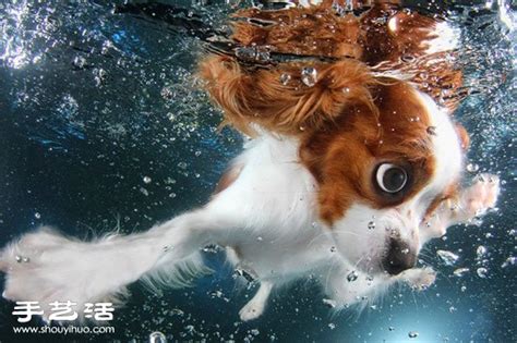 所有的狗狗都会游泳吗,有多少种会游泳吗狗狗