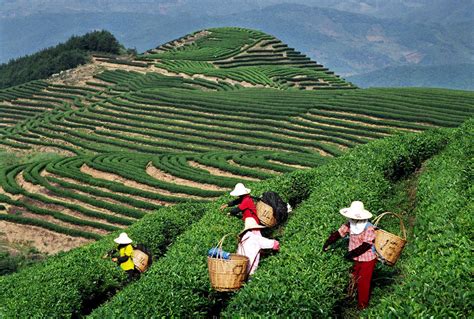 茶叶的发源地在哪里,茶树原产地在哪里呢