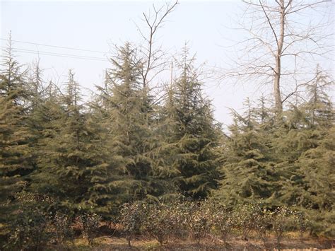 我急需雪松树苗两万棵,高度三十厘米左右.一棵多少钱?谢谢