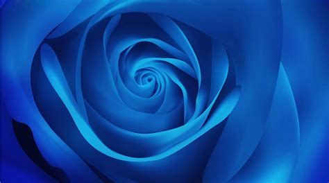 浅蓝色蔷薇花的花语是什么?