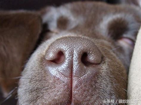 怎么看狗鼻子判断生病,狗狗鼻子的这几个秘密